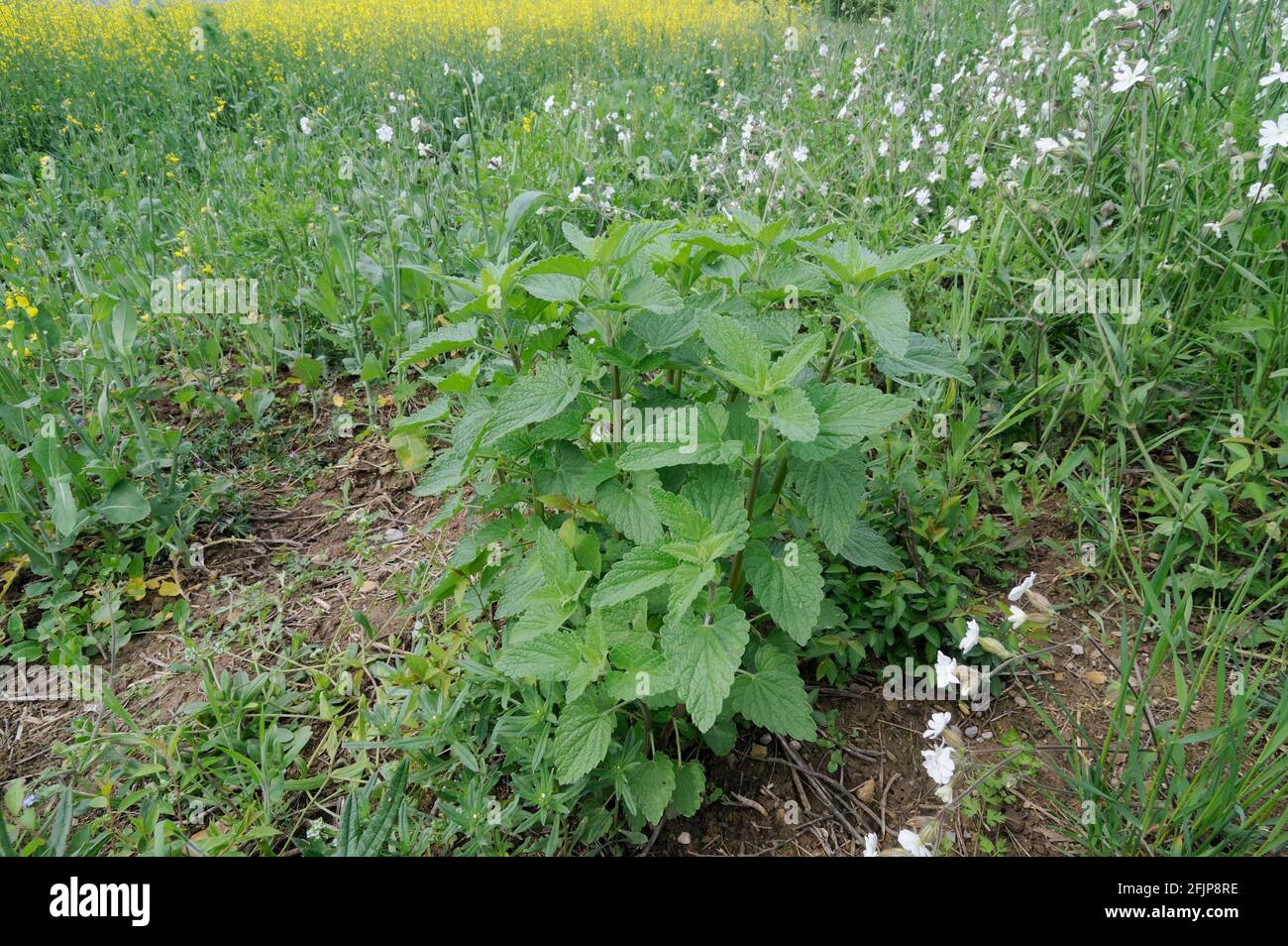 Field mint, field mint (Mentha arvensis) Stock Photo