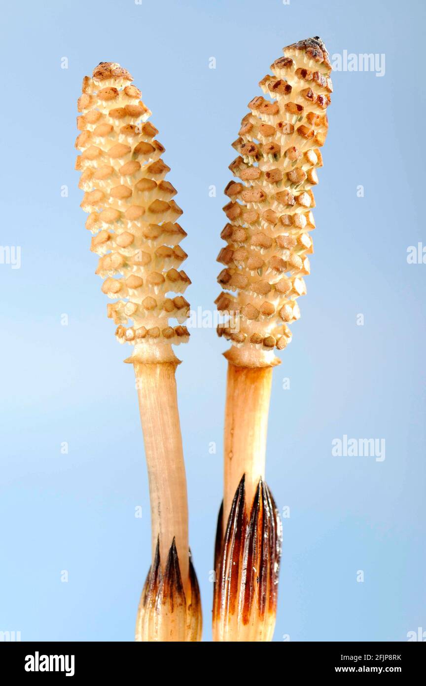 Field horsetail (Equisetum arvense) / Stock Photo