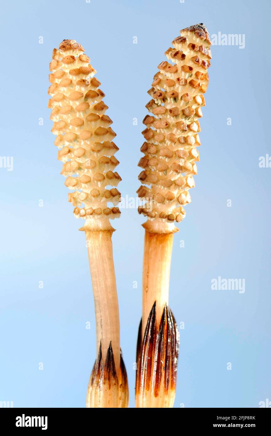 Field horsetail (Equisetum arvense Stock Photo Alamy
