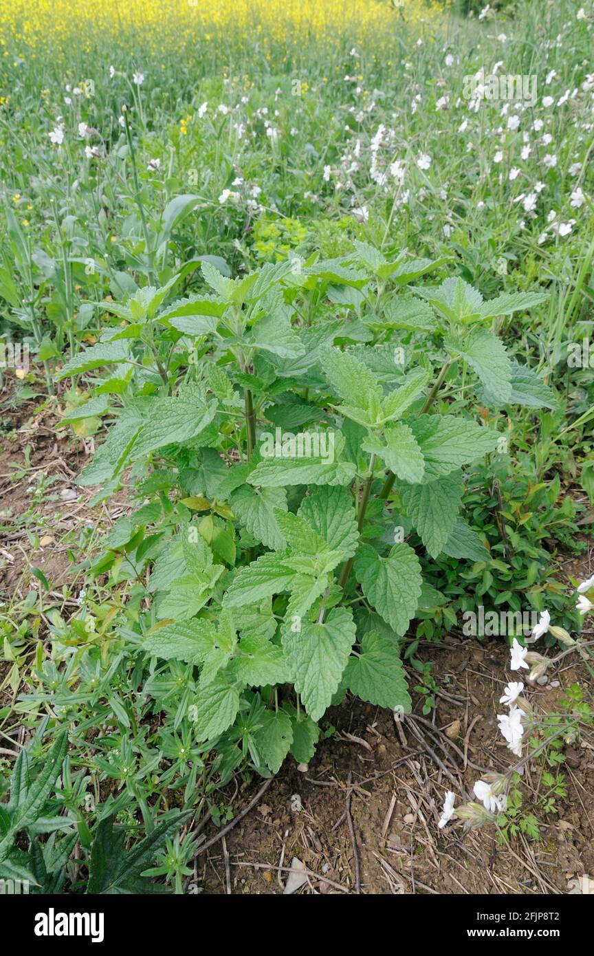 Field mint, field mint (Mentha arvensis) Stock Photo