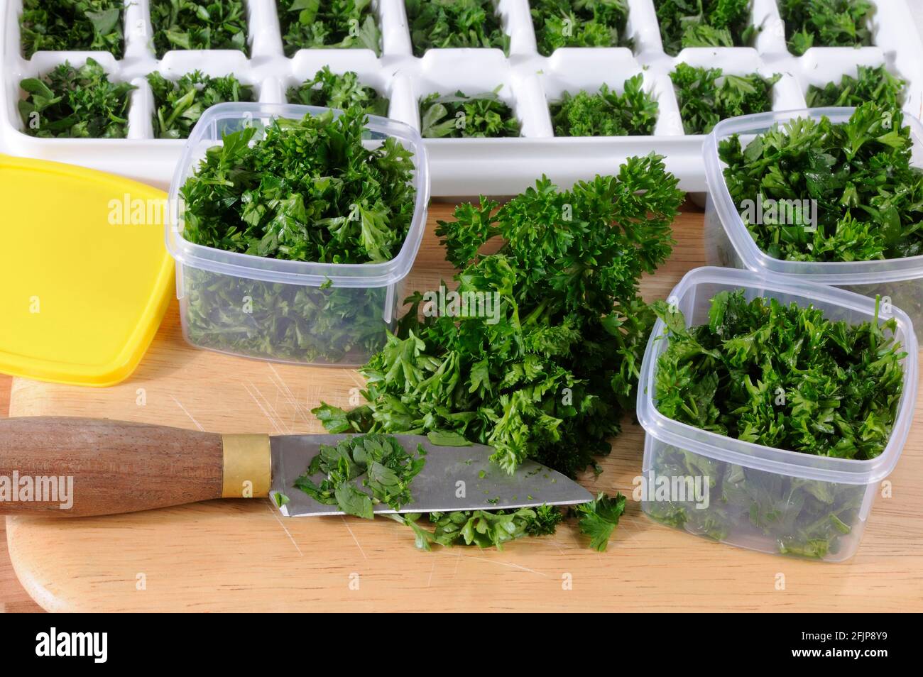 Chopped parsley (Petroselinum crispum), preparation for freezing, knife Stock Photo