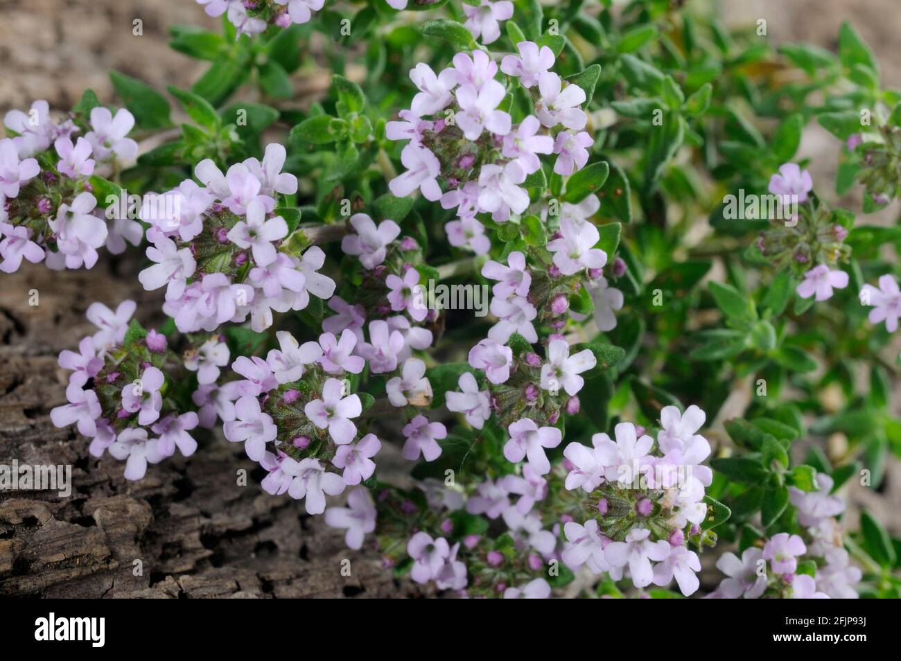 Broadleaved thyme (Thymus pulegioides Stock Photo Alamy