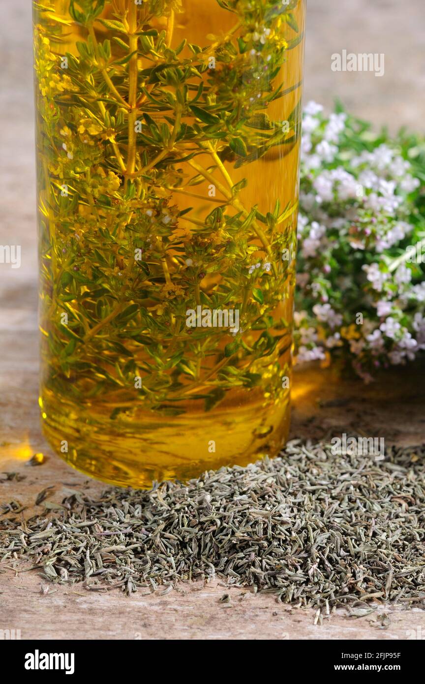 Thyme oil, broadleaved thyme (Thymus pulegioides), thyme oil Stock
