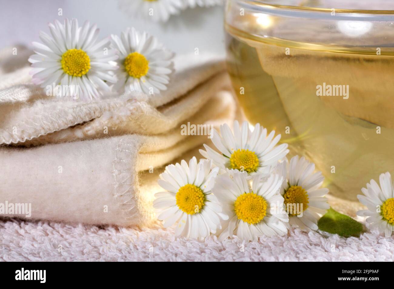 Cup of daisy tea (Bellis perennis), daisy tea Stock Photo Alamy