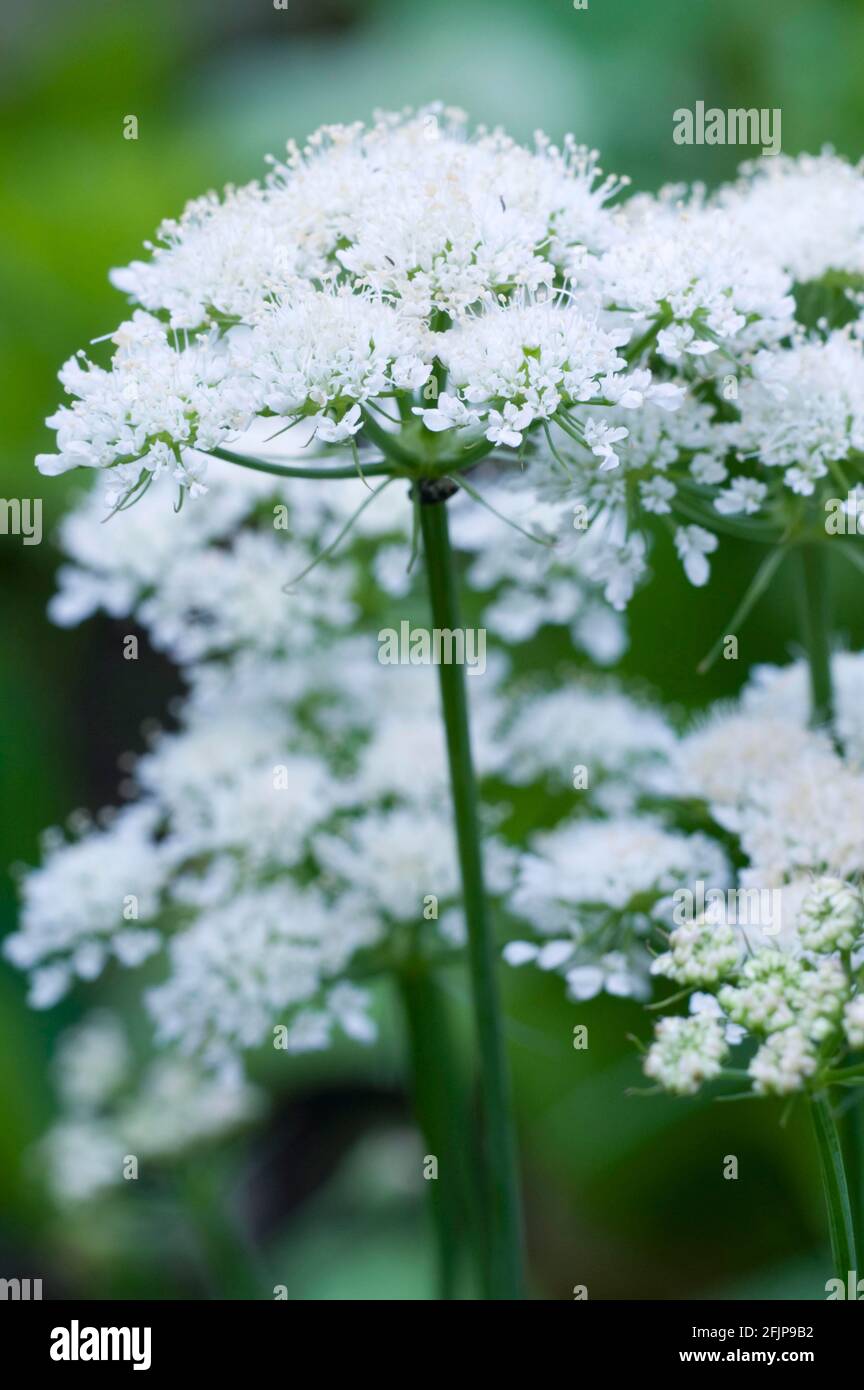 Ground chestnut, Common chestnut (Bunium bulbocastanum), tuber cumin Stock Photo