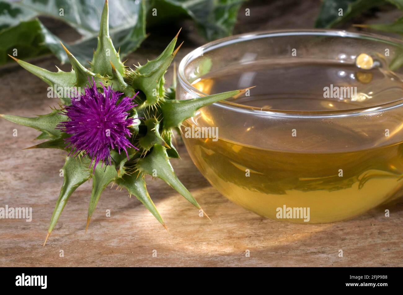 Cup of milk thistle tea (Silybum marianum) (Carduus marianus), milk