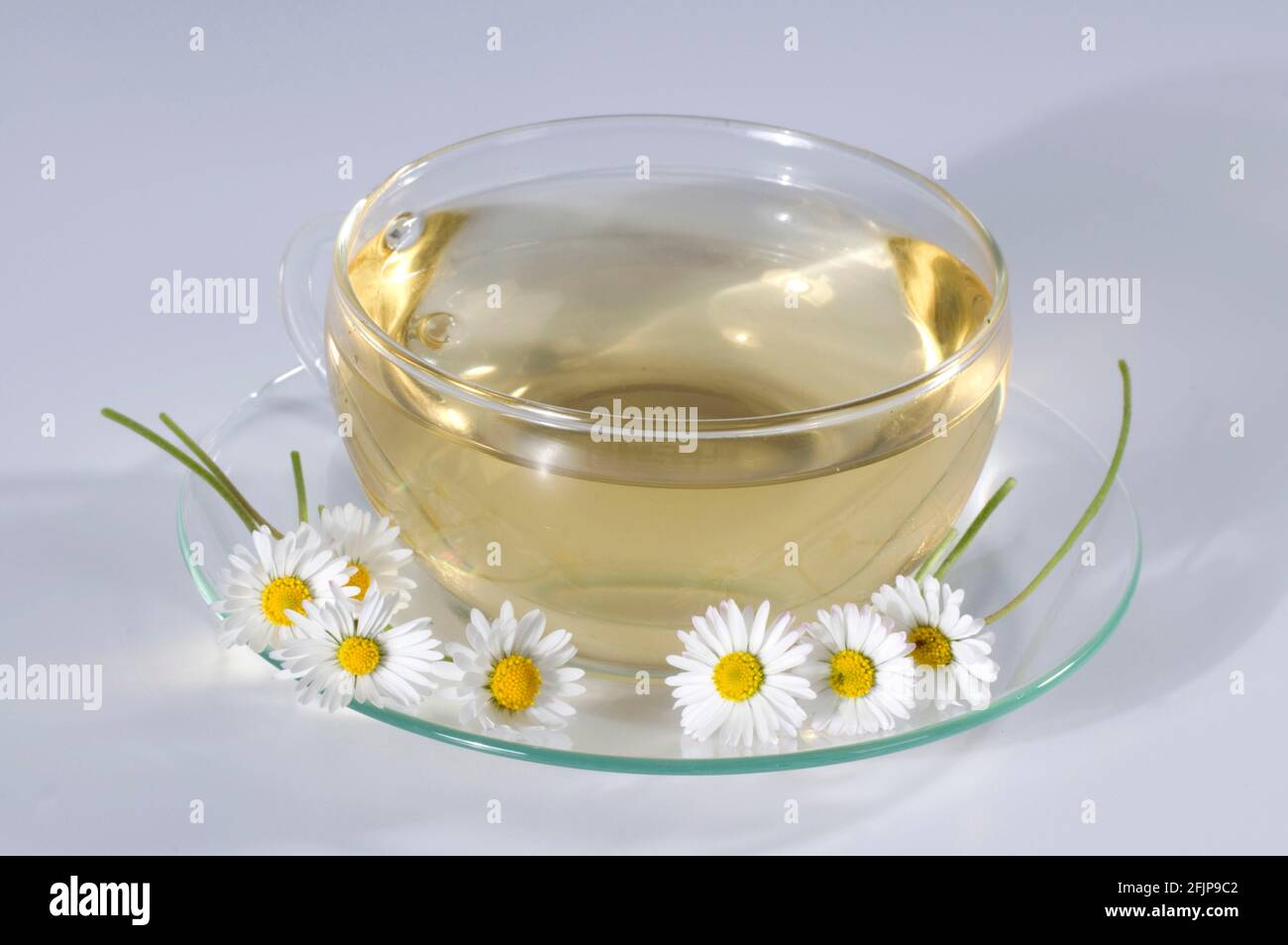 Cup of daisy tea (Bellis perennis), daisy tea Stock Photo Alamy