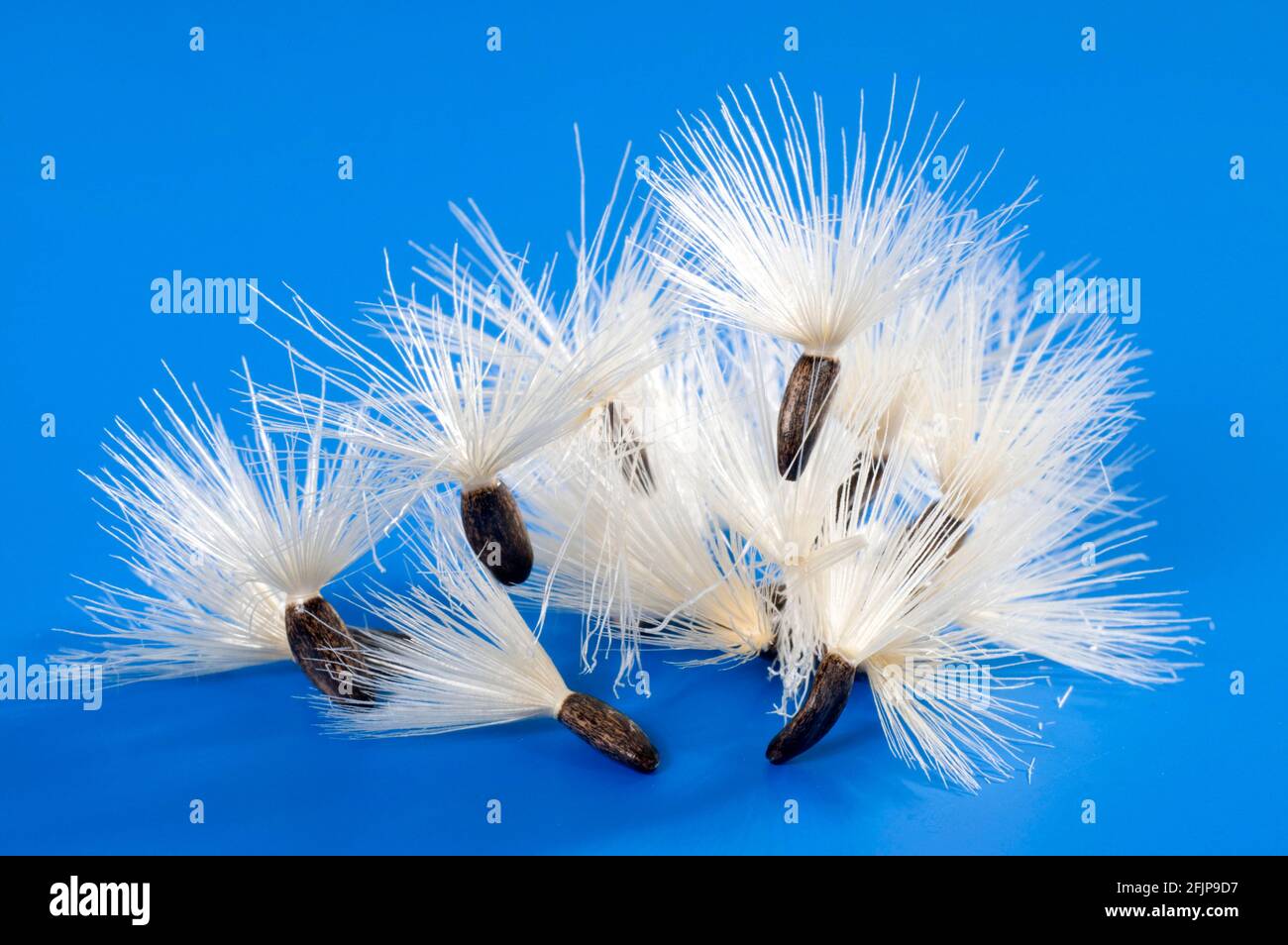 Flying seeds hi-res stock photography and images - Alamy