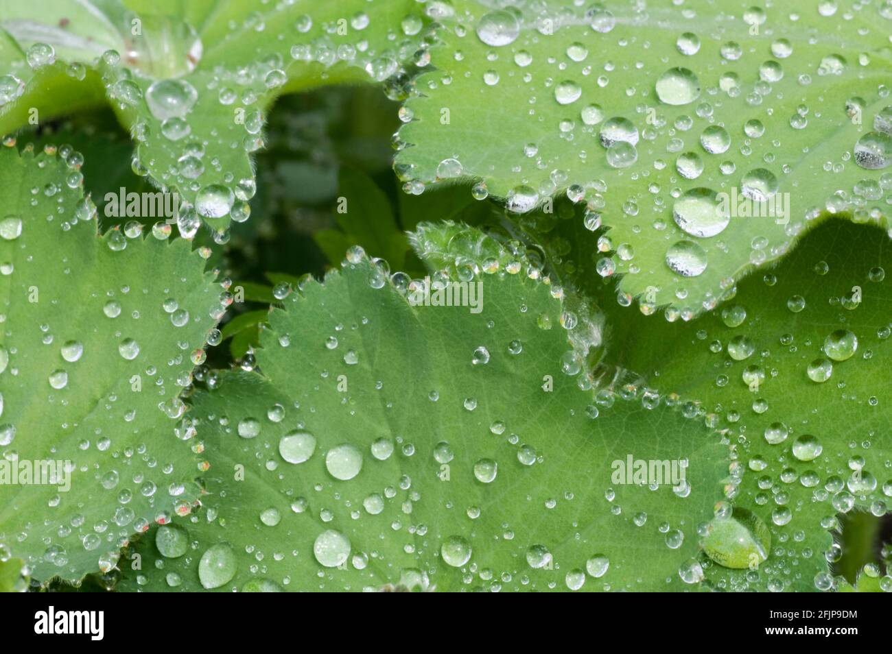 Common common lady's mantle (Alchemilla vulgaris) Stock Photo