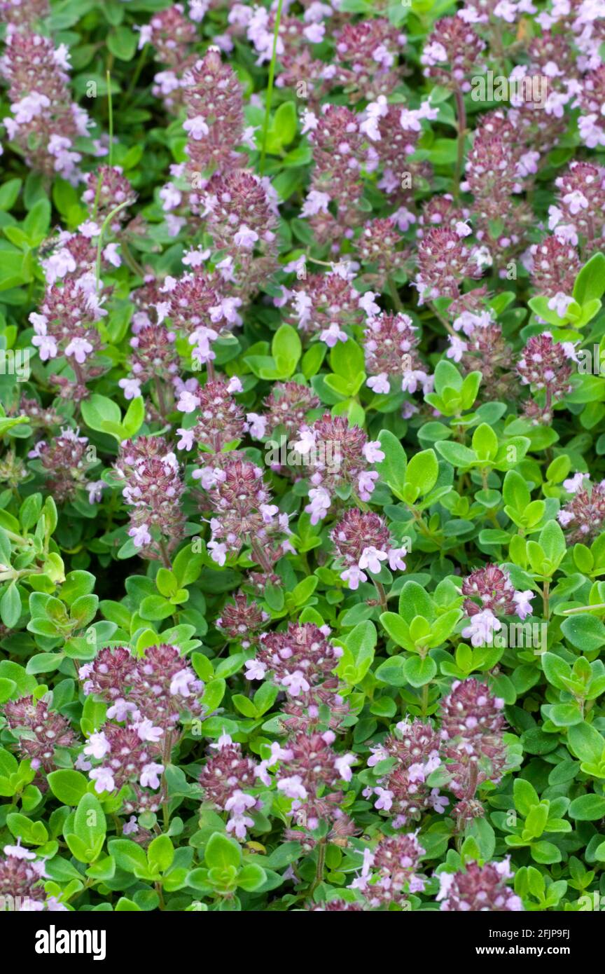 Wild thyme (Thymus serpyllum), Creeping thyme Stock Photo Alamy