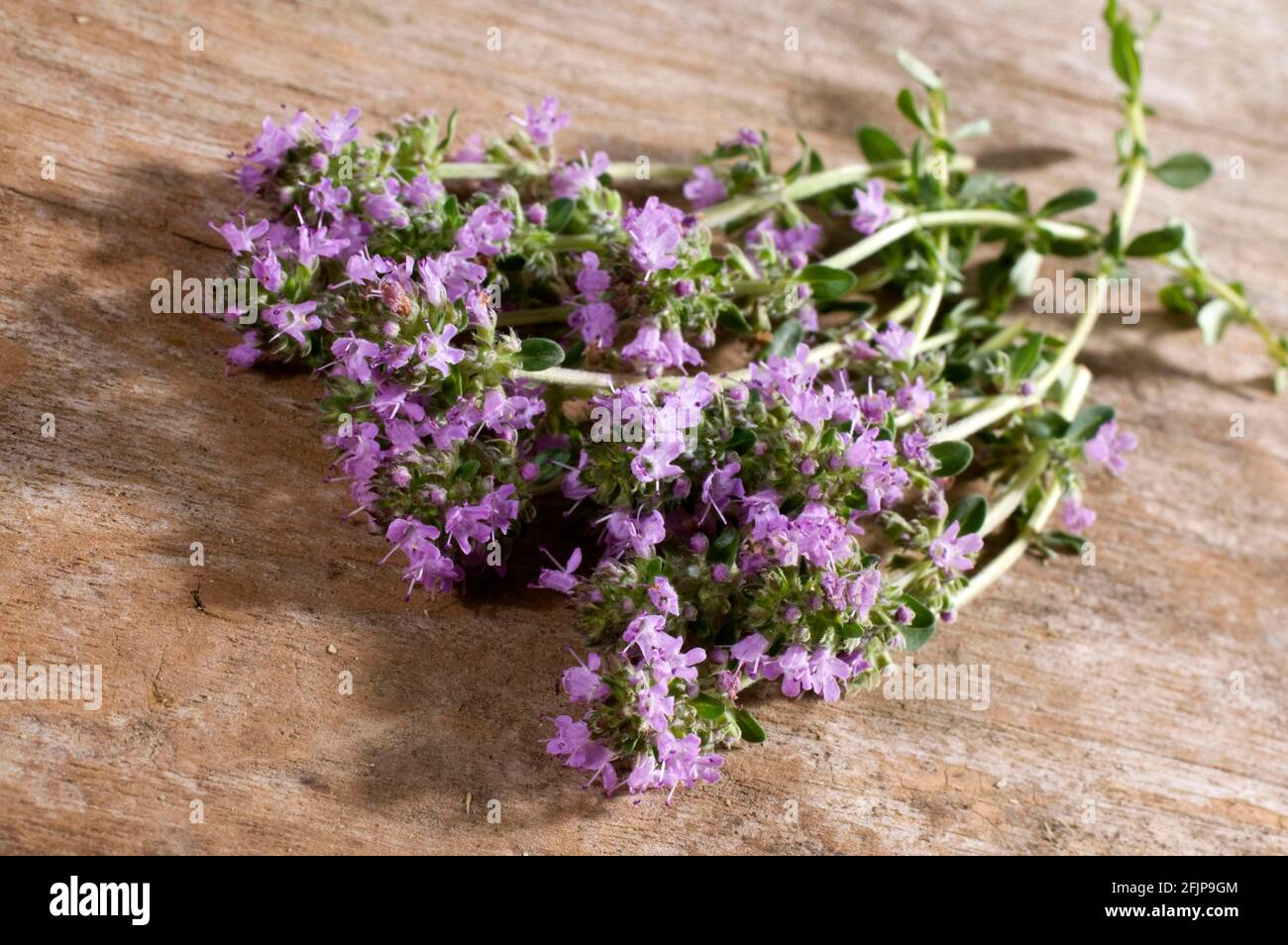 Wild thyme (Thymus serpyllum), Creeping thyme Stock Photo Alamy