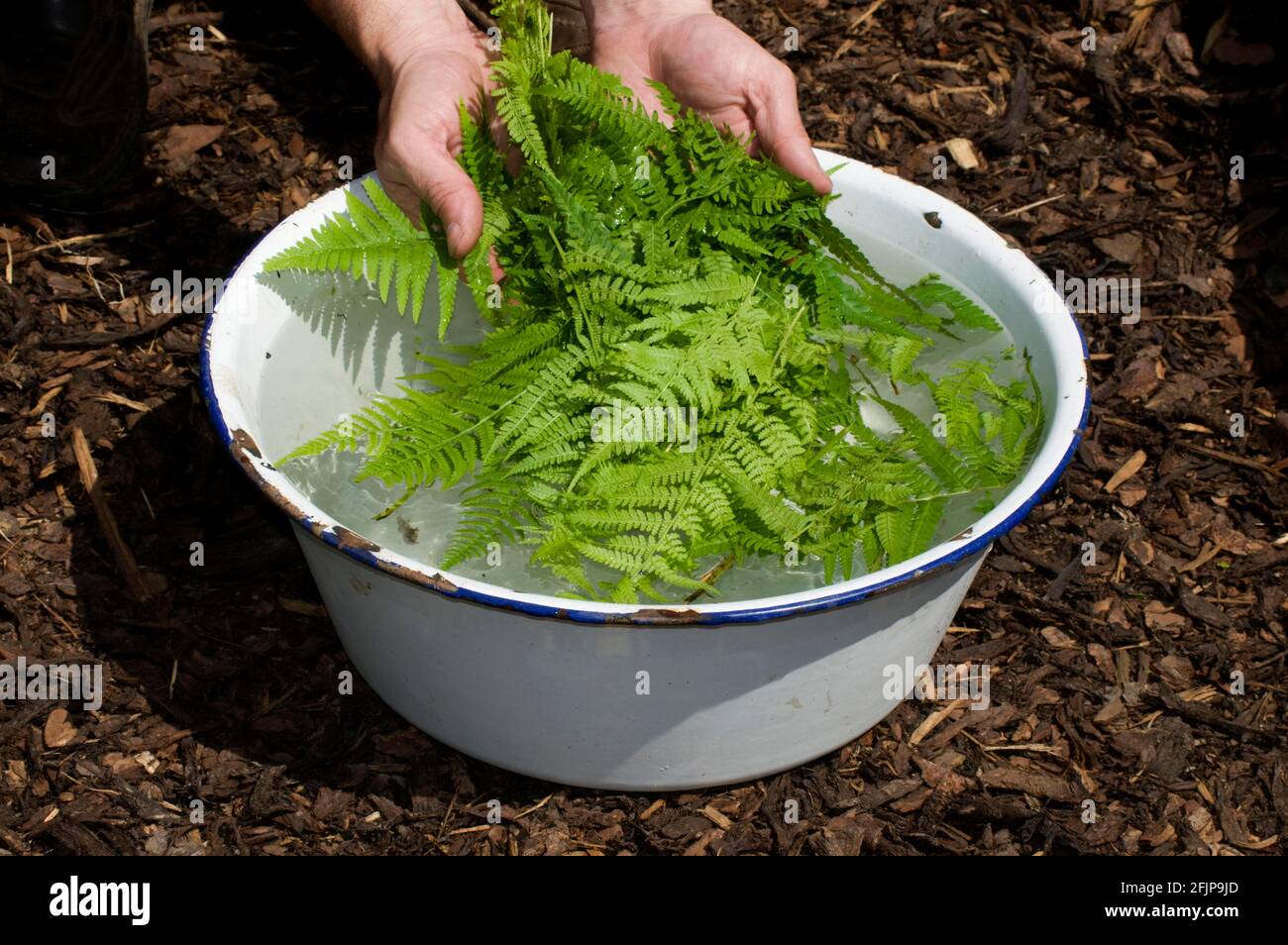 Production of herbal swill with worm fern (Dryopteris filix-mas), worm fern swill, fern swill, herbal swill Stock Photo