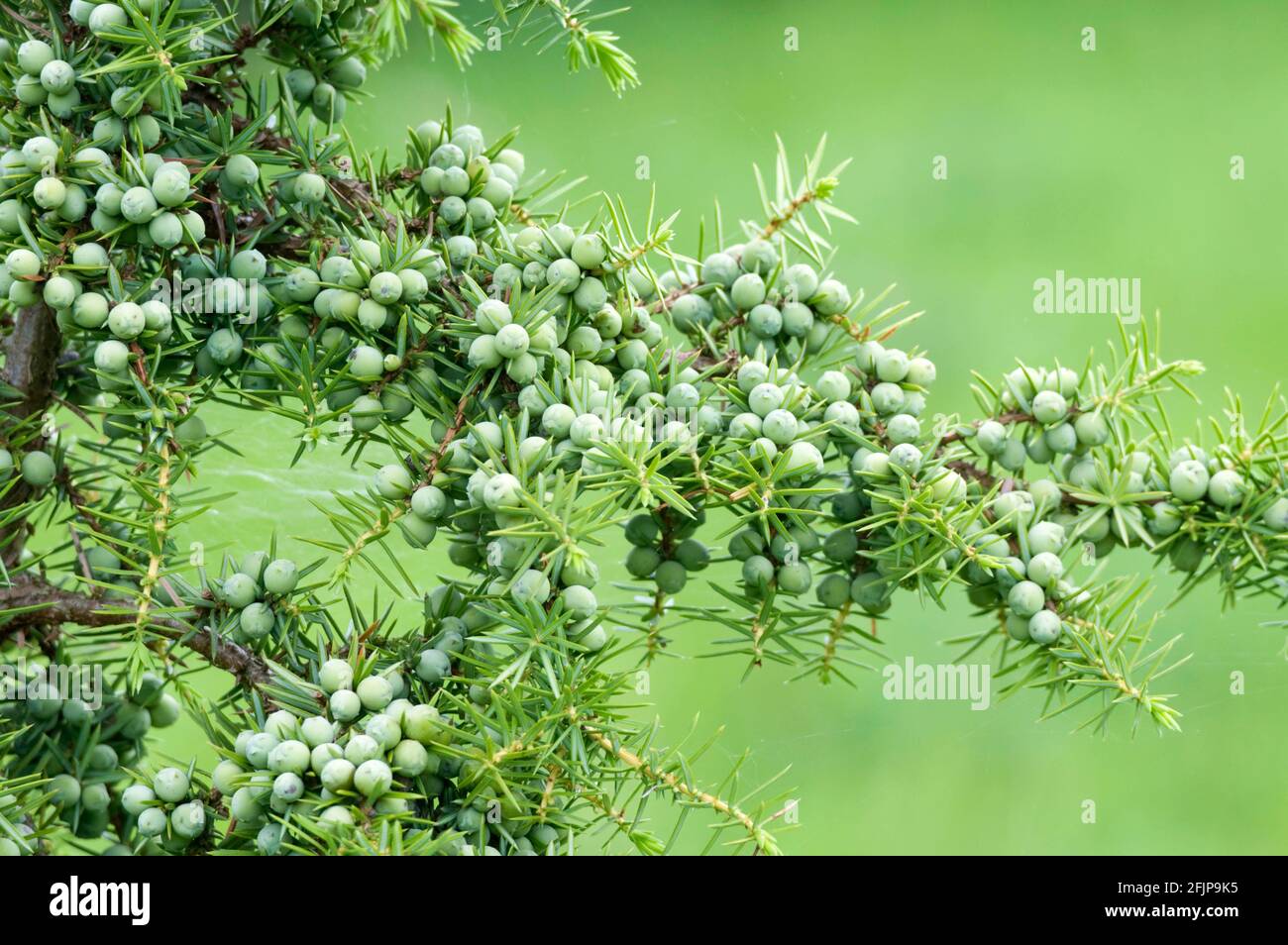 Juniper (Juniperus communis) Stock Photo