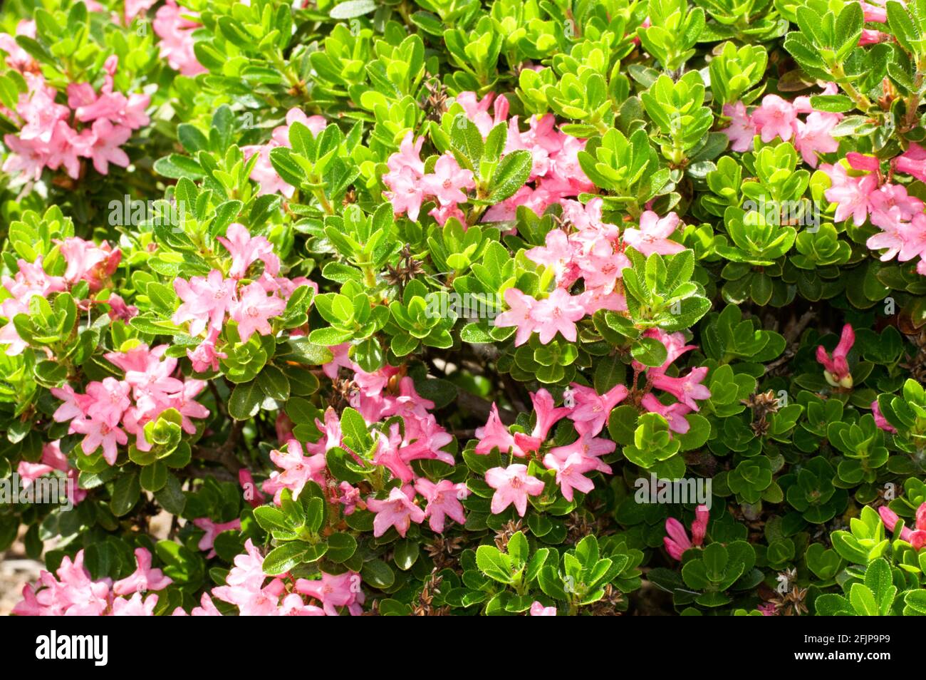 Hairy Alpenrose (Rhododendron hirsutum), alpine rush, hairy alpine rose Stock Photo