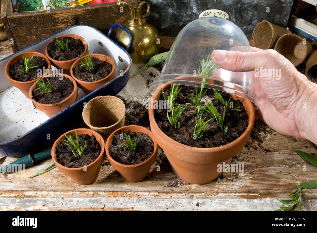 Rosemary (Rosmarinus officinalis), cuttings, rosemary cuttings, cultivation, flower pot with cover Stock Photo