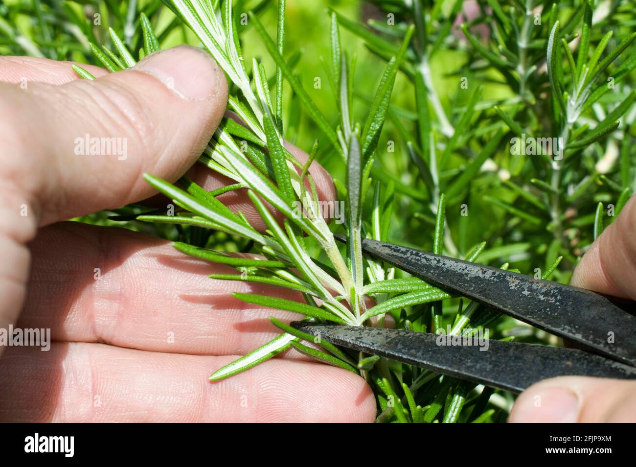 Rosemary cuttings (Rosmarinus officinalis) are cut, rosemary cutting