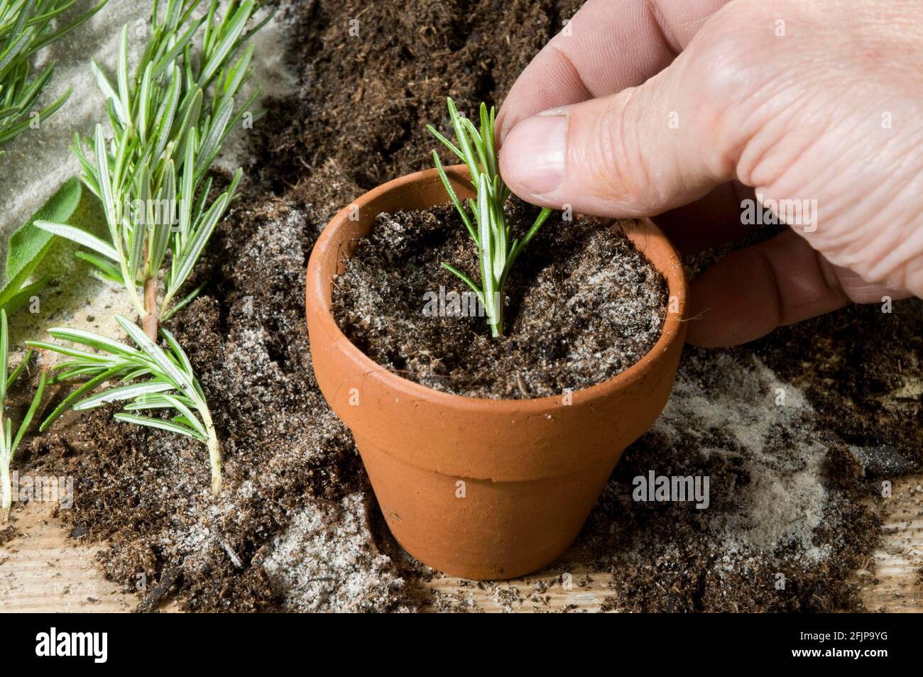 Rosemary cutting seedling hires stock photography and images Alamy