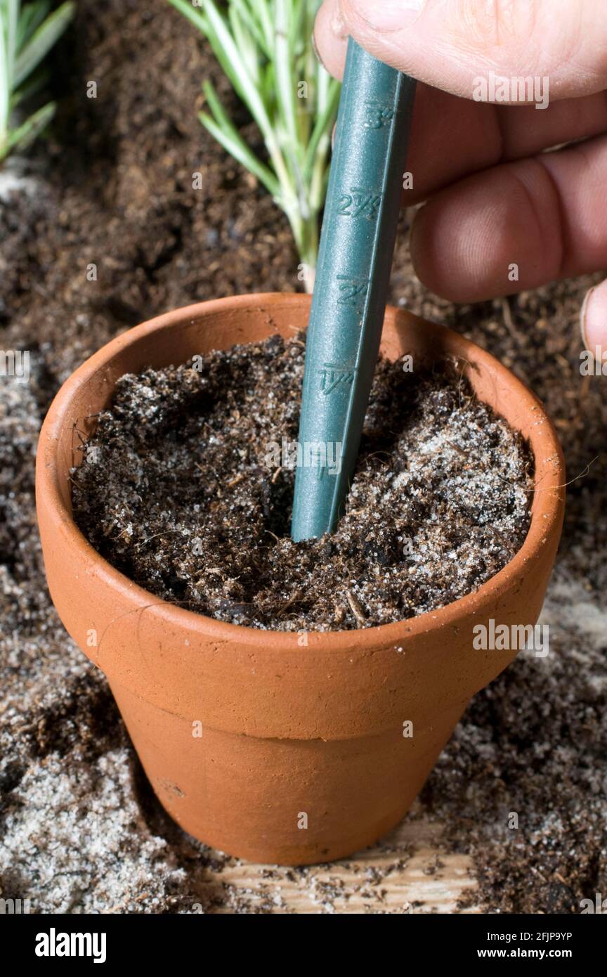 Planting of rosemary (Rosmarinus officinalis), cuttings, rosemary cuttings, cultivation Stock