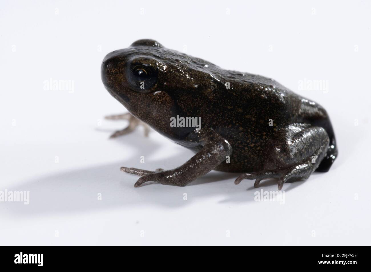Common toad (Bufo bufo), juvenile Stock Photo