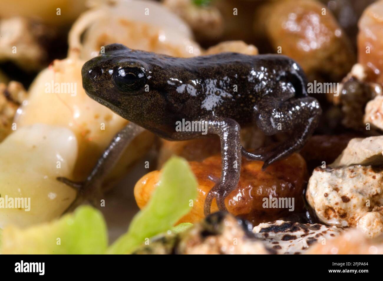 Common toad (Bufo bufo), juvenile Stock Photo
