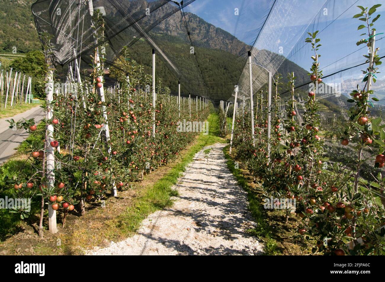 Apple orchard landmark hi-res stock photography and images - Alamy