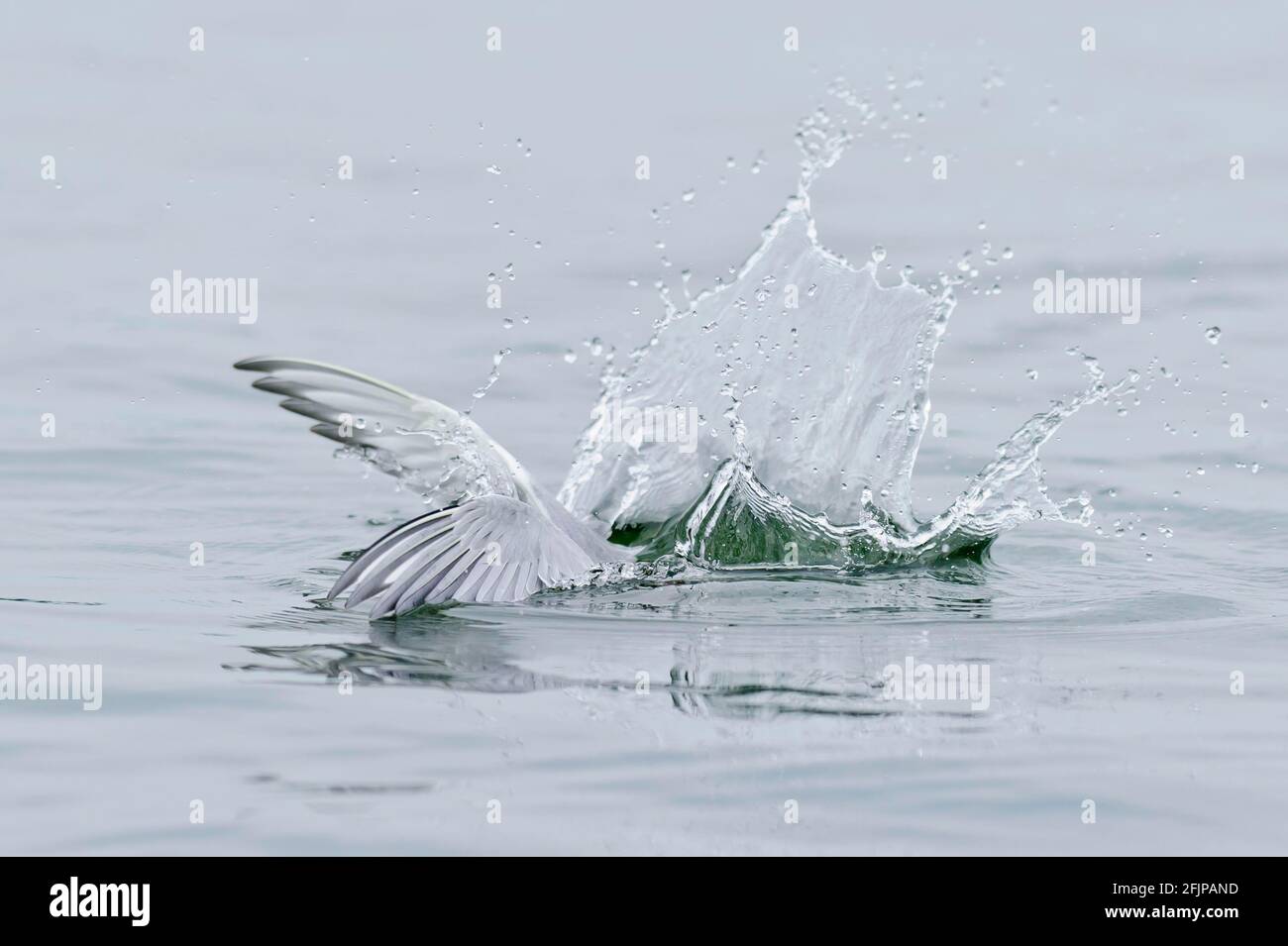 Common Tern Sterna Hirundo Stock Photo Alamy