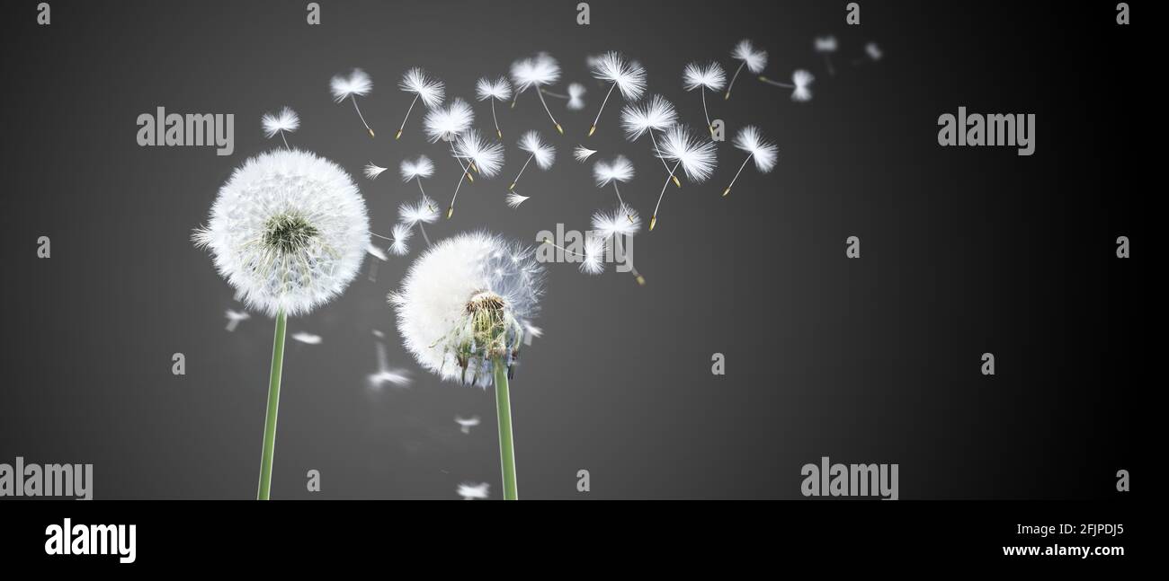 Beautiful dreamy spring with black background Stock Photo - Alamy