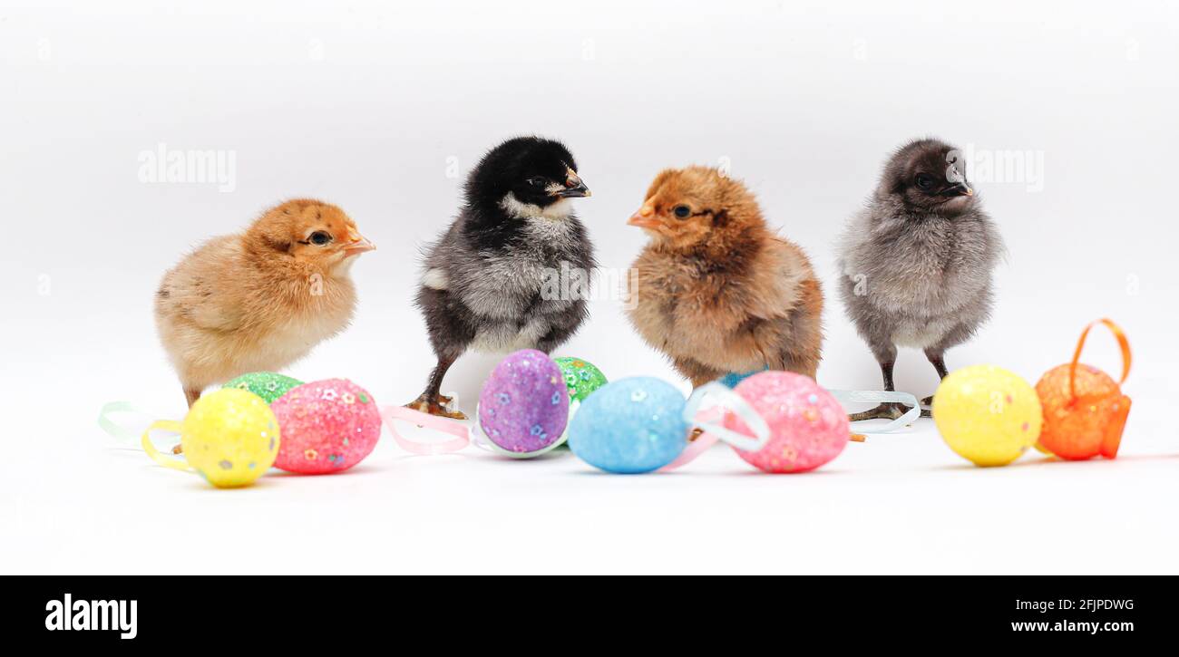 Newborn chickens and Easter colorful eggs. Four chickens of different colors Stock Photo