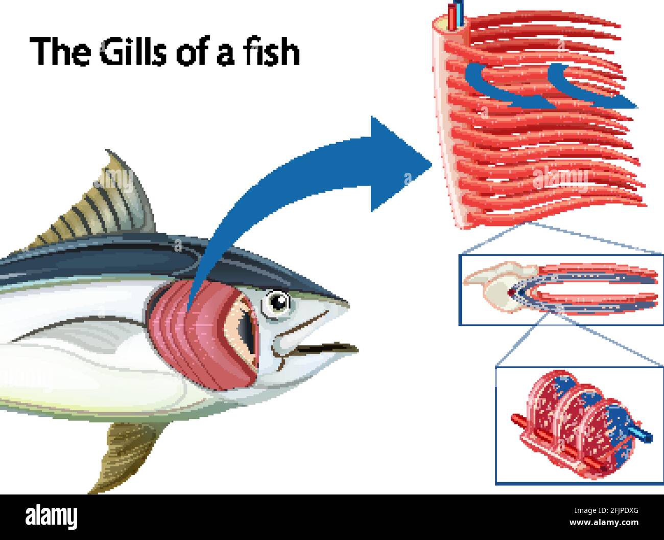 Diagram showing the grills of a fish illustration Stock Vector