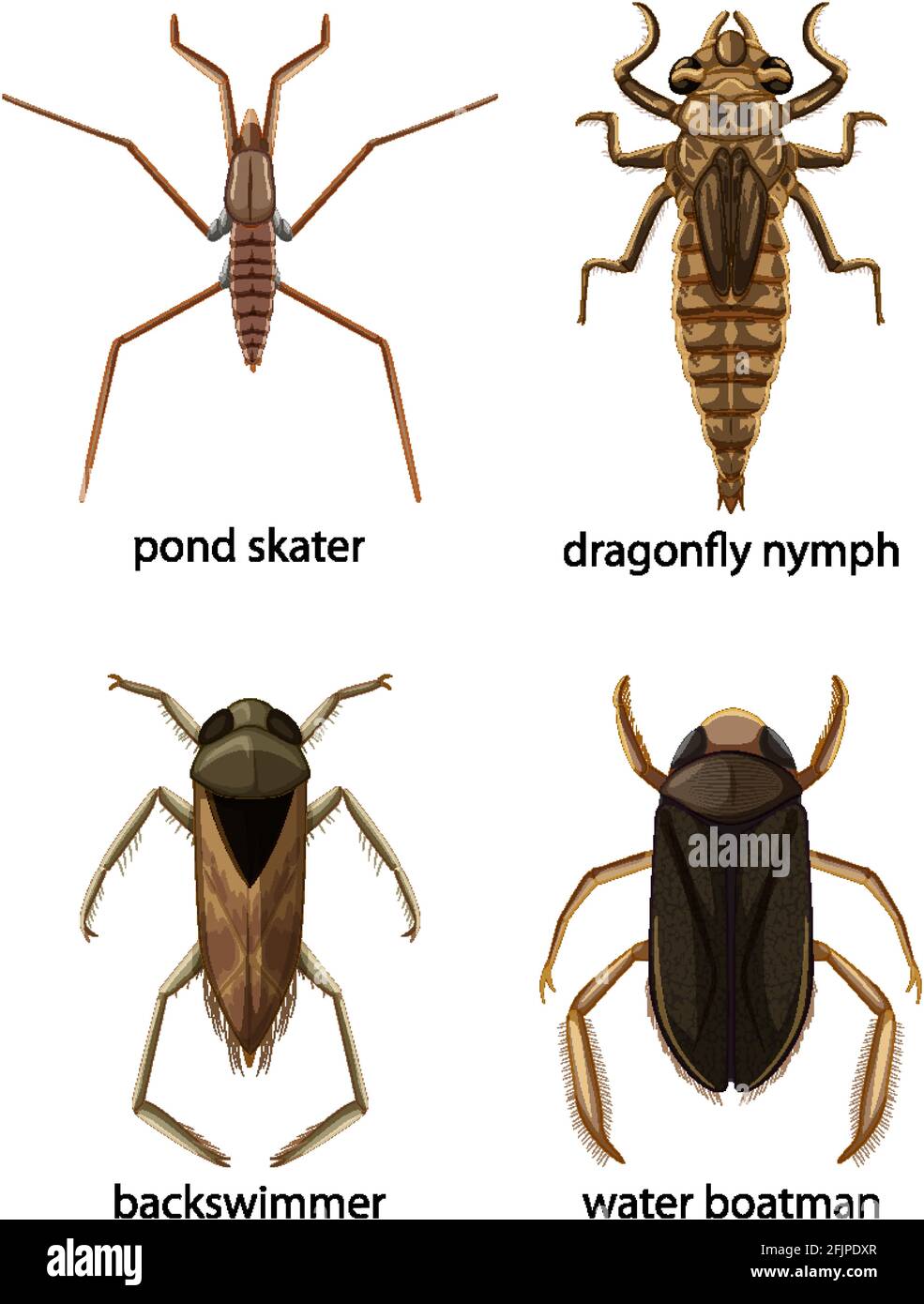 Set Of Different Types Of Bugs And Beetles With Name Illustration Stock Set Of Different Types Of Bugs And Beetles With Name Illustration Stock
