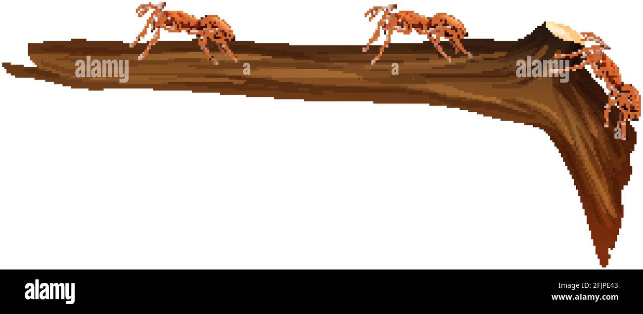 Close up of many red ants walking on a branch on white background ...