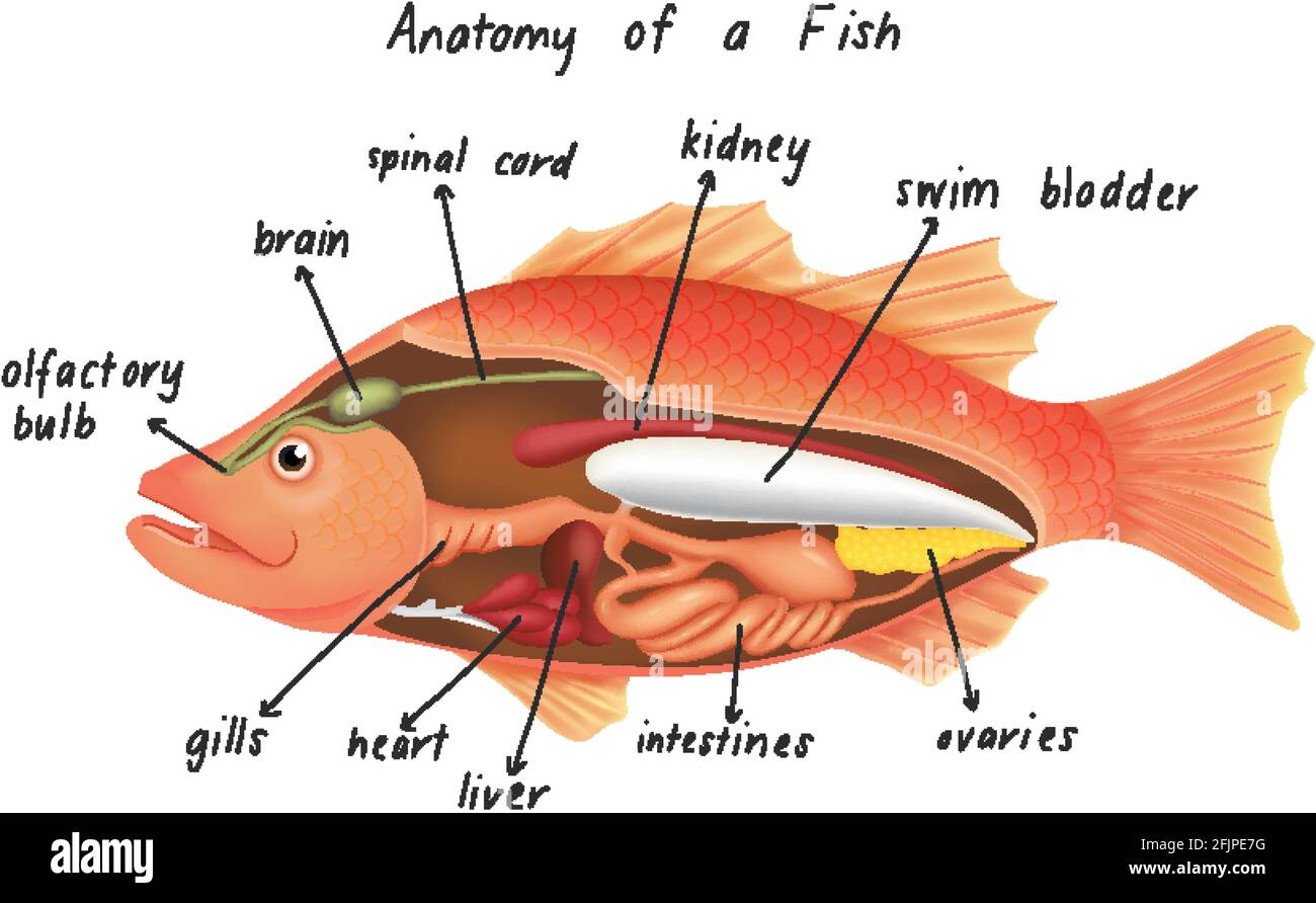 Anatomy of a fish illustration Stock Vector