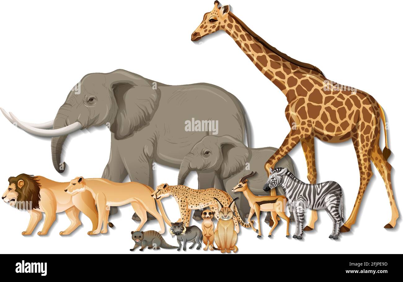 Group of wild African animals on white background illustration Stock ...
