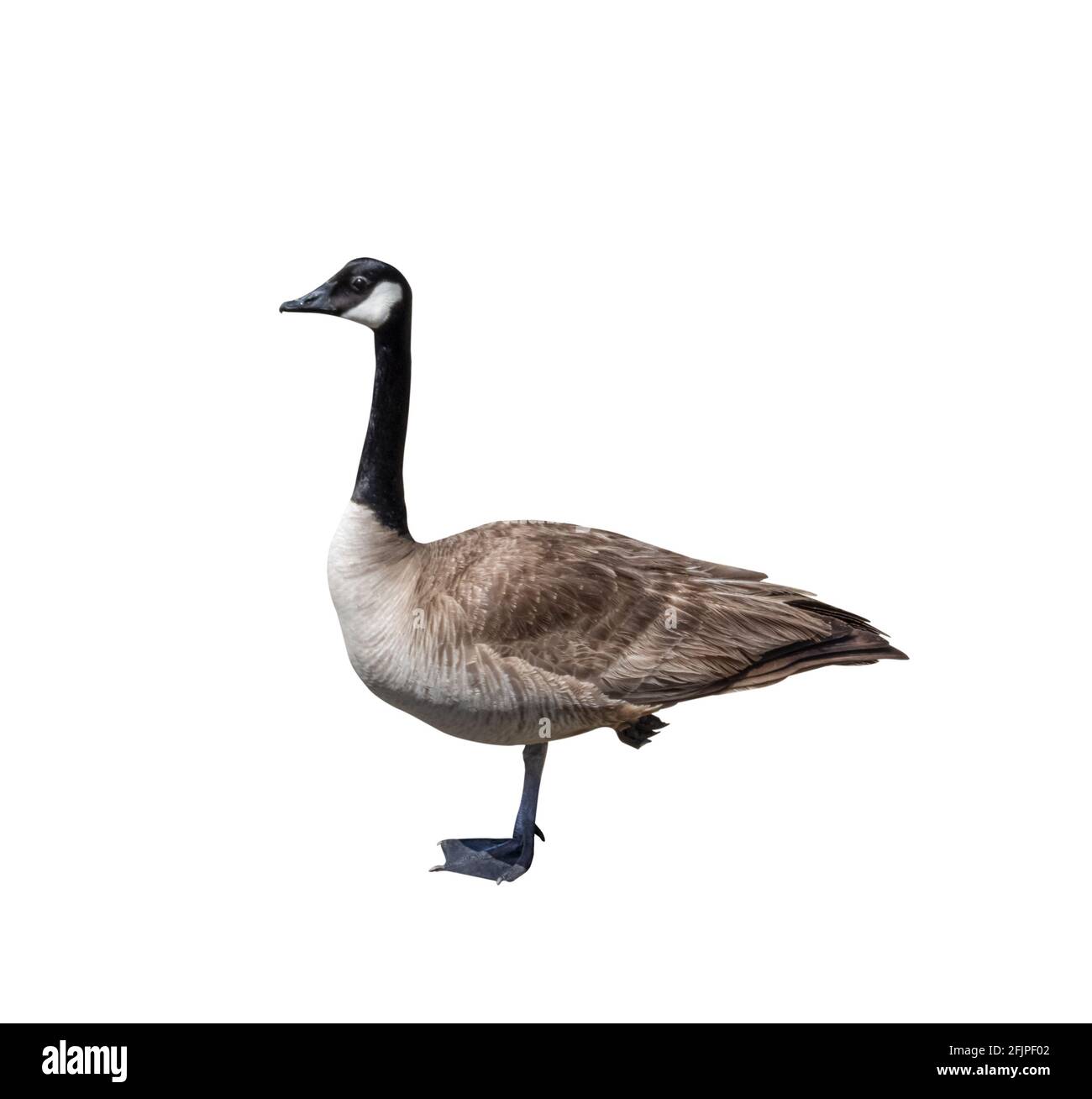 Canada goose closeup cutout isolated on white background Stock Photo - Alamy