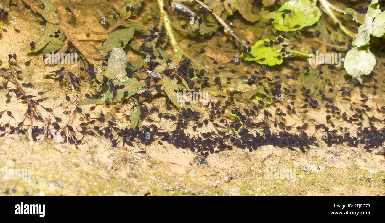 group of Southern toad tadpoles (Anaxyrus terrestris) on surface and edge of a small vernal or ephemeral pond in North Florida Stock Photo