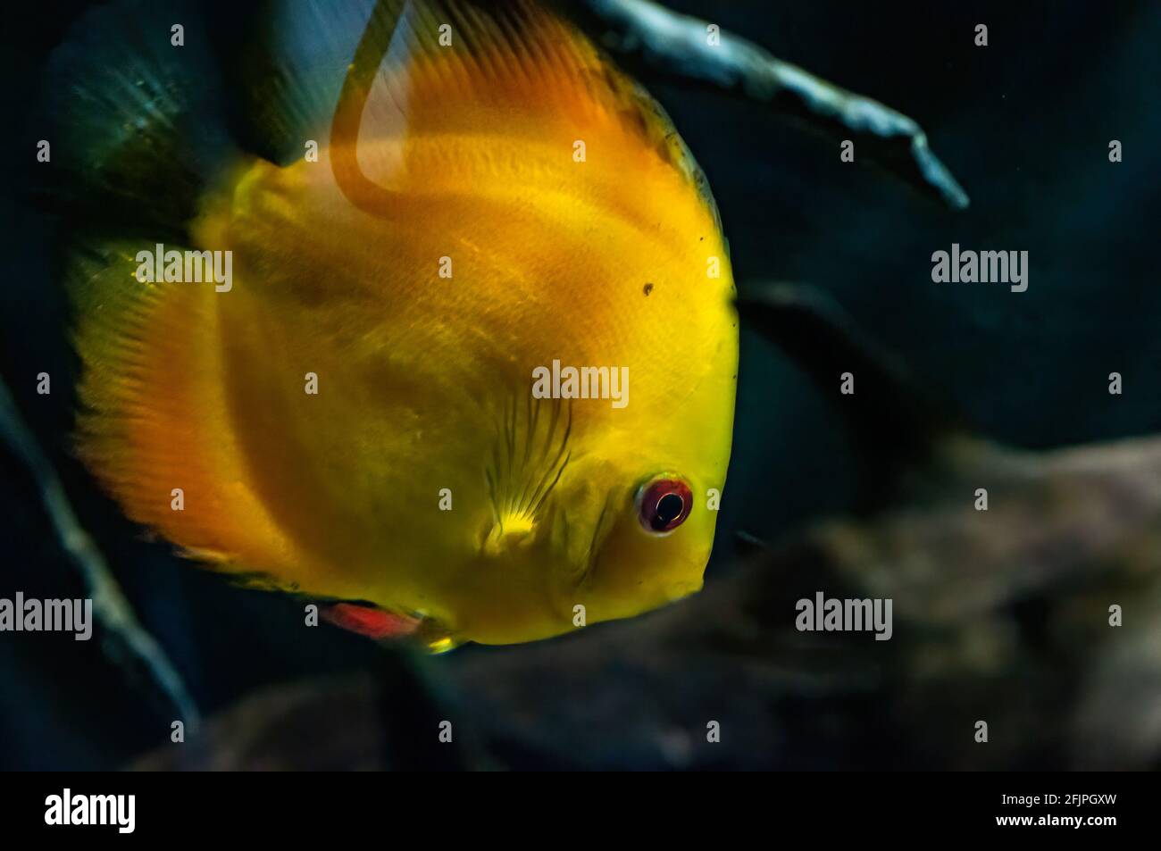 An yellow Discus fish (Symphysodon - a genus of cichlids native to the Amazon river basin) swimming in his enclosure at Sao Paulo aquarium. Stock Photo