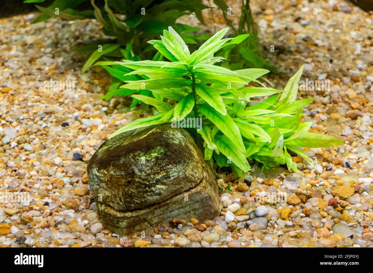 A fresh green plant at a small rock and surrounded by colorful gravel, part of the decoration at the bottom of one of fish tanks. Stock Photo