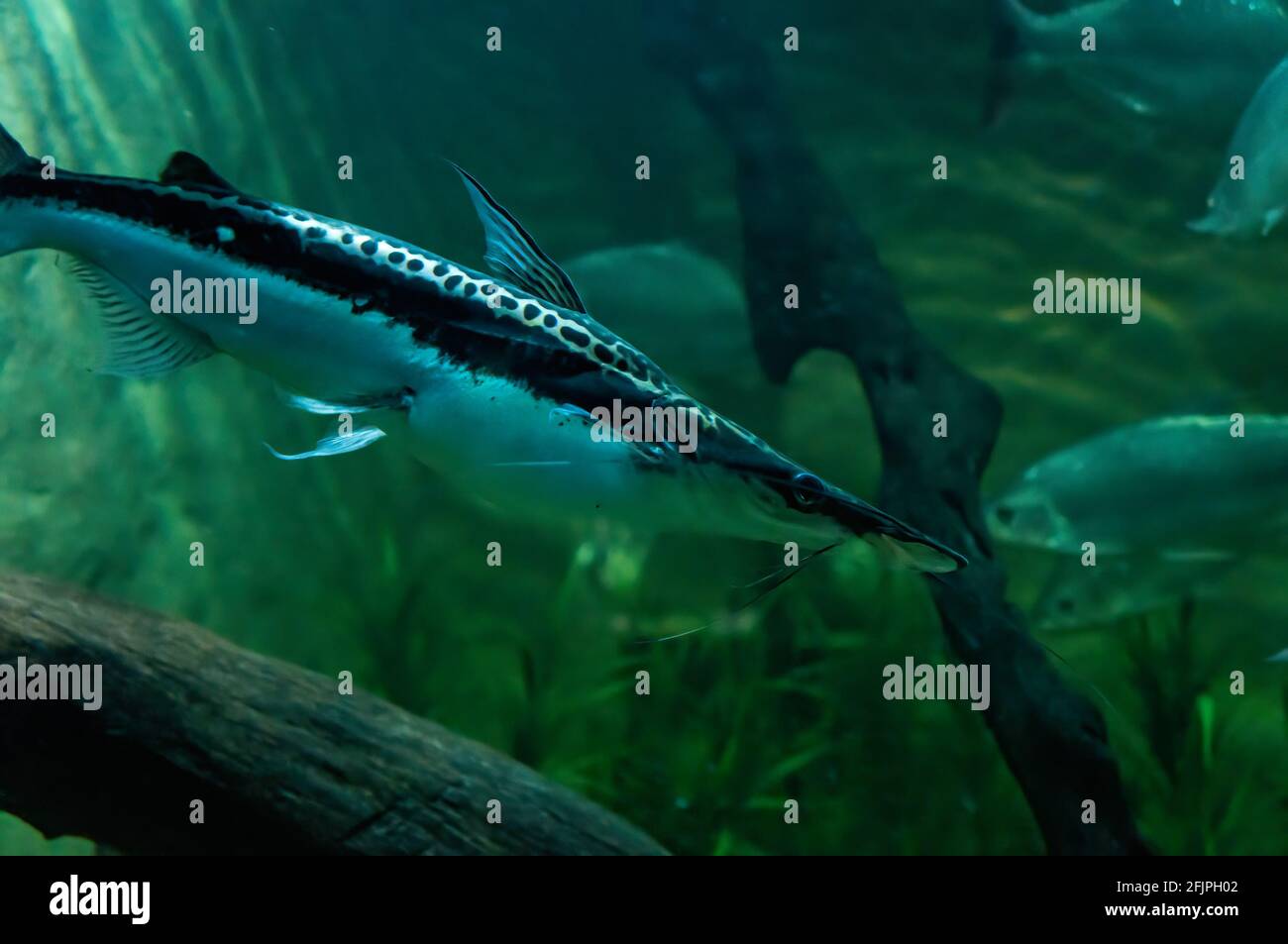 A Lima shovelnose catfish (Sorubium lima, Duckbill catfish - species of fish of Pimelodidae family) swimming in his freshwater tank. Stock Photo