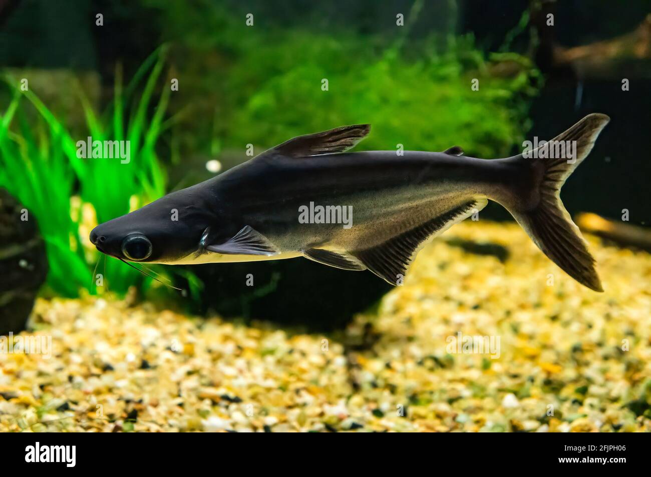 A Iridescent shark (Pangasianodon hypophthalmus - species of shark catfish) swimming inside his freshwater tank in Sao Paulo aquarium. Stock Photo
