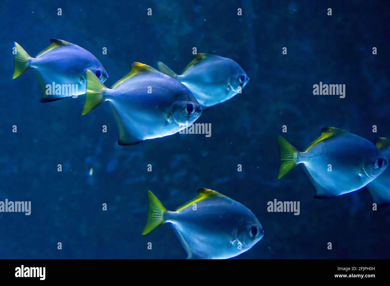 A shoal of Monodactylus argenteus (a genus of moonyfishes found in fresh, brackish and marine waters) swimming in a water tank in Sao Paulo aquarium. Stock Photo