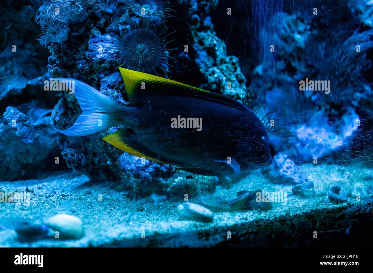 A Tomini surgeonfish (Ctenochaetus tominiensis - species of marine fish in the family Acanthuridae) swimming near the bottom of his water tank. Stock Photo