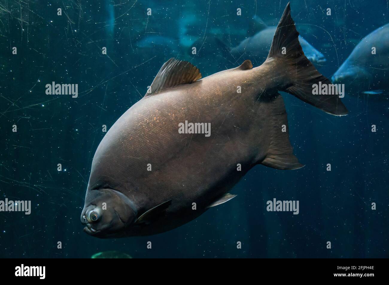 A Tambaqui (Colossoma macropomum - large species of freshwater fish in the family Serrasalmidae) swimming in his freshwater tank in Sao Paulo aquarium Stock Photo