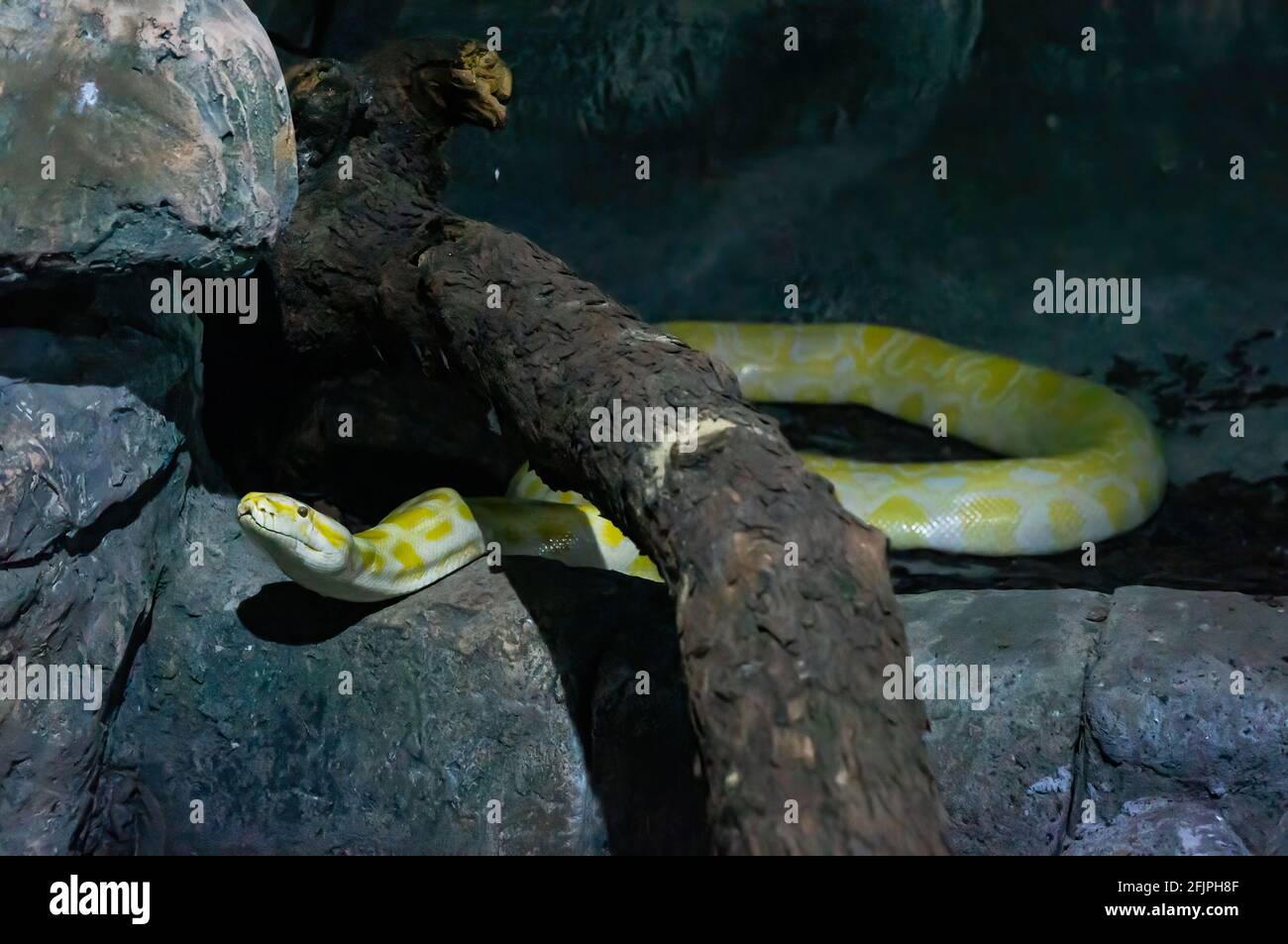 An albino Burmese python (Python mollurus bivittatus - one of the largest species of snakes) inside his animal enclosure in Sao Paulo aquarium. Stock Photo