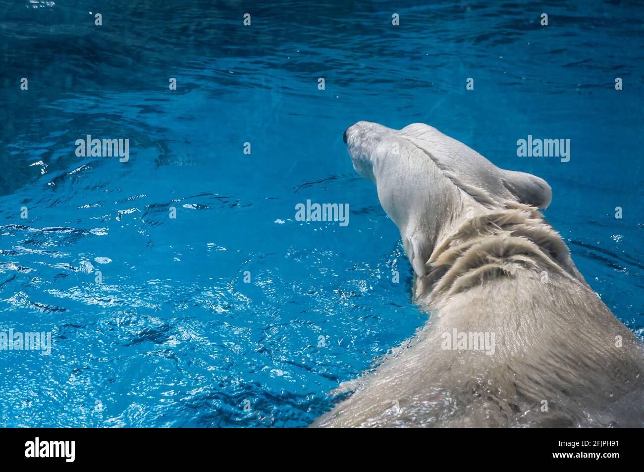The back of a Polar bear (Ursus maritimus - a hypercarnivorous bear) swimming around inside his clear blue water tank, in his animal enclosure. Stock Photo