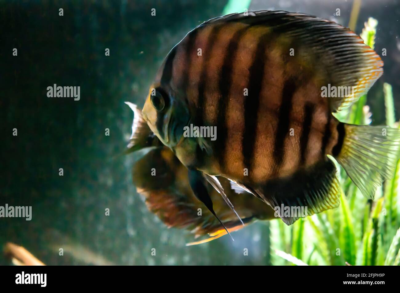 A brown Discus fish (Symphysodon - a genus of cichlids native to the Amazon river basin) swimming in his water tank at Sao Paulo aquarium. Stock Photo
