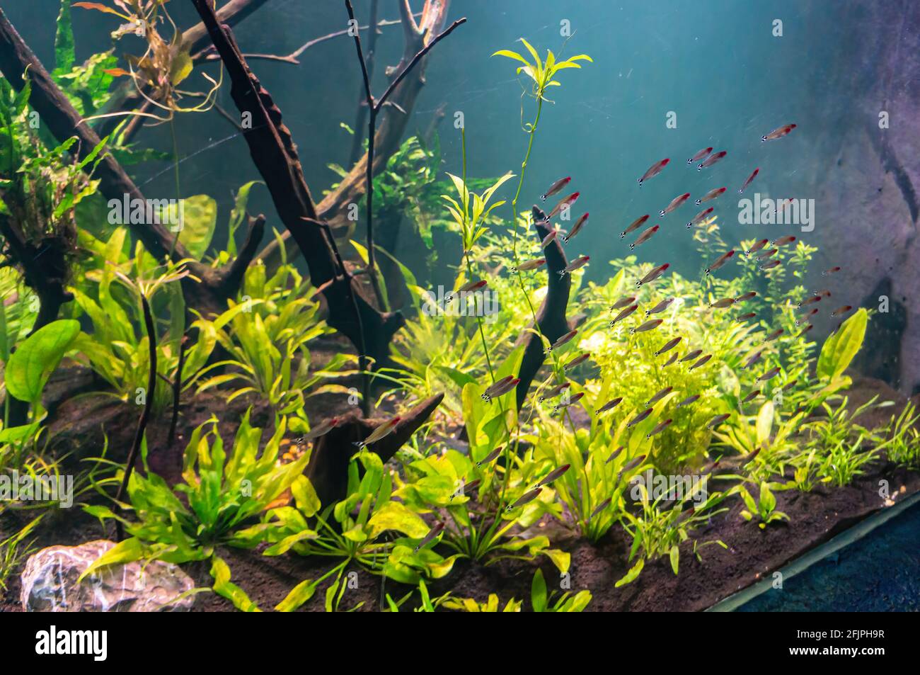 A shoal of Firehead tetra (Hemigrammus bleheri - species of characin found in Amazon Basin in Brazil and Peru) swimming in a water tank. Stock Photo