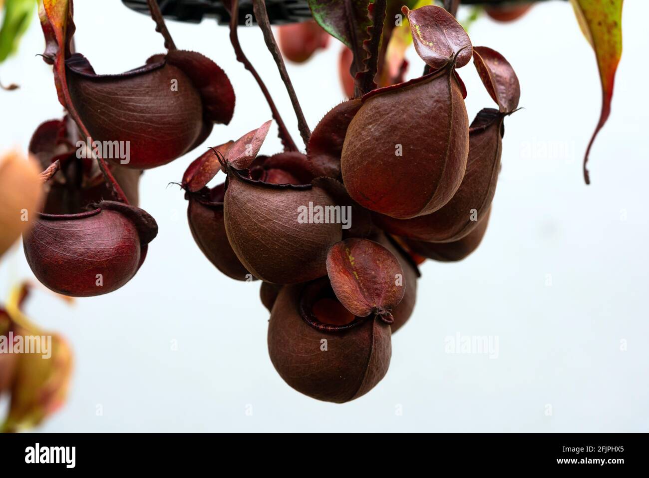 Nepenthes rafflesiana exotic carnivorous plant Stock Photo - Alamy