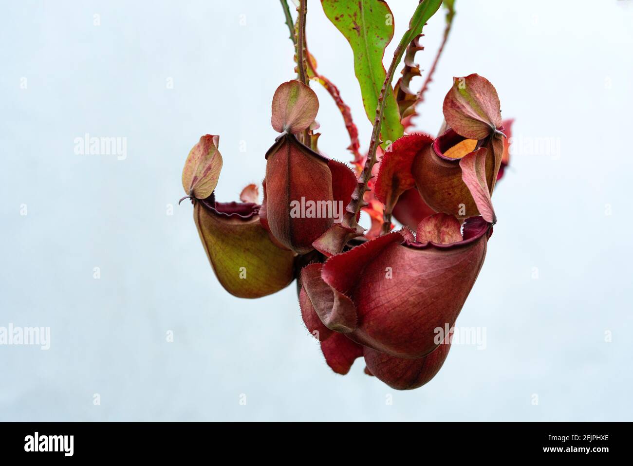 Nepenthes rafflesiana exotic carnivorous plant Stock Photo - Alamy