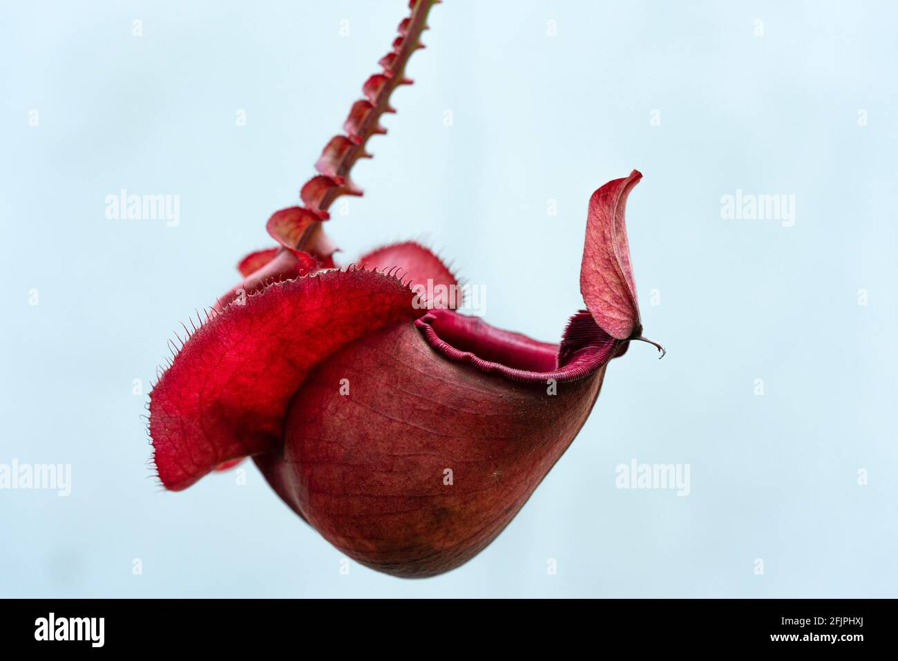 Nepenthes rafflesiana exotic carnivorous plant Stock Photo - Alamy