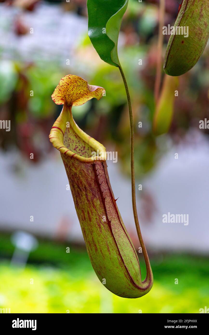 Nepenthes rafflesiana exotic carnivorous plant Stock Photo - Alamy